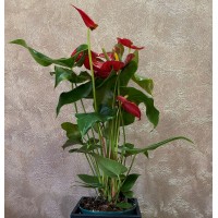 Anthurium