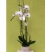 Orquidea y Macetero de Ceramica o Cristal