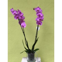 Orquidea y Macetero de Ceramica o Cristal