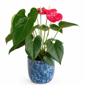 Anthurium