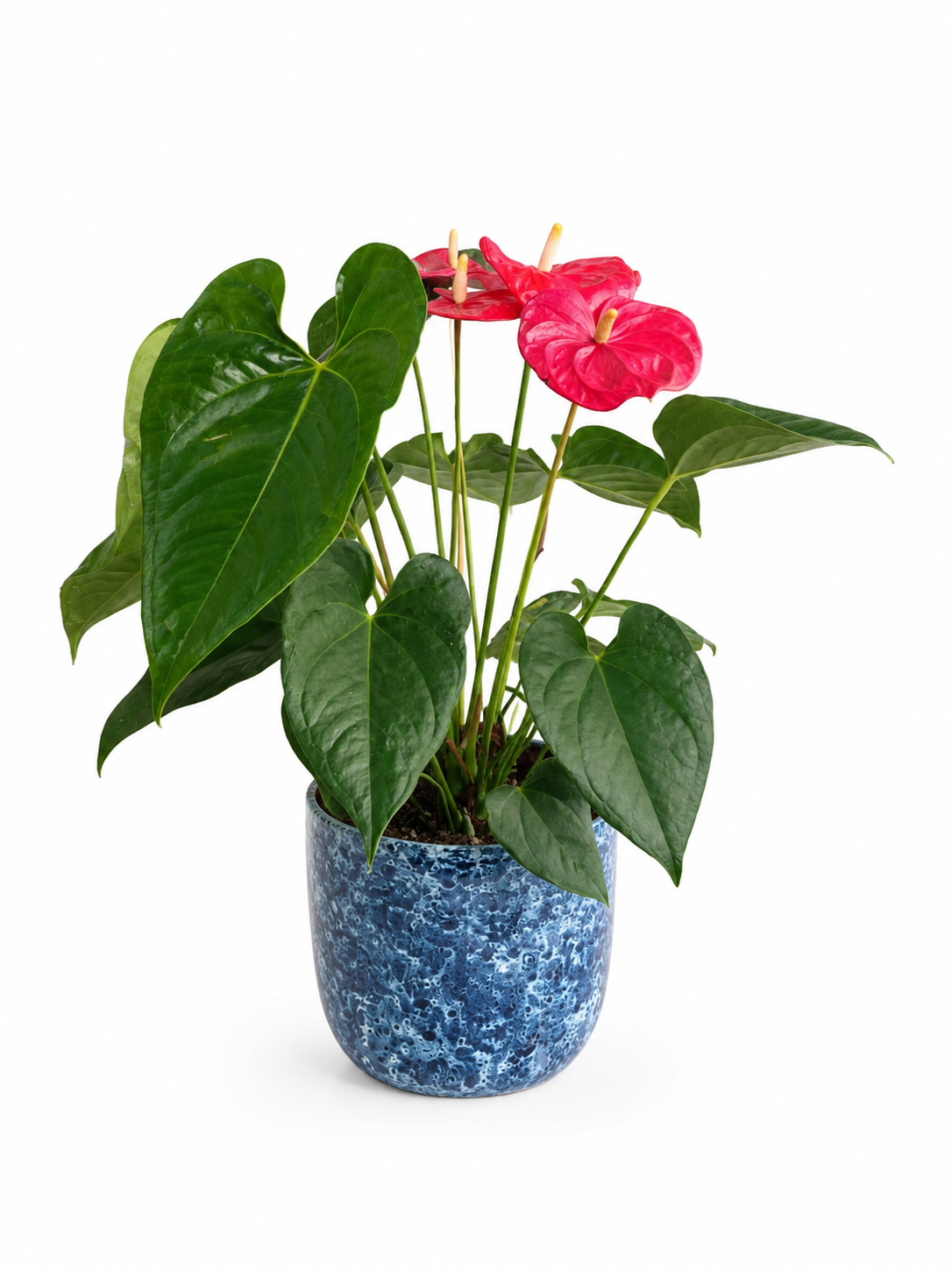 Anthurium