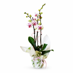 Orquídea