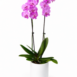 Orquídea y Macetero de Cerámica o Cristal