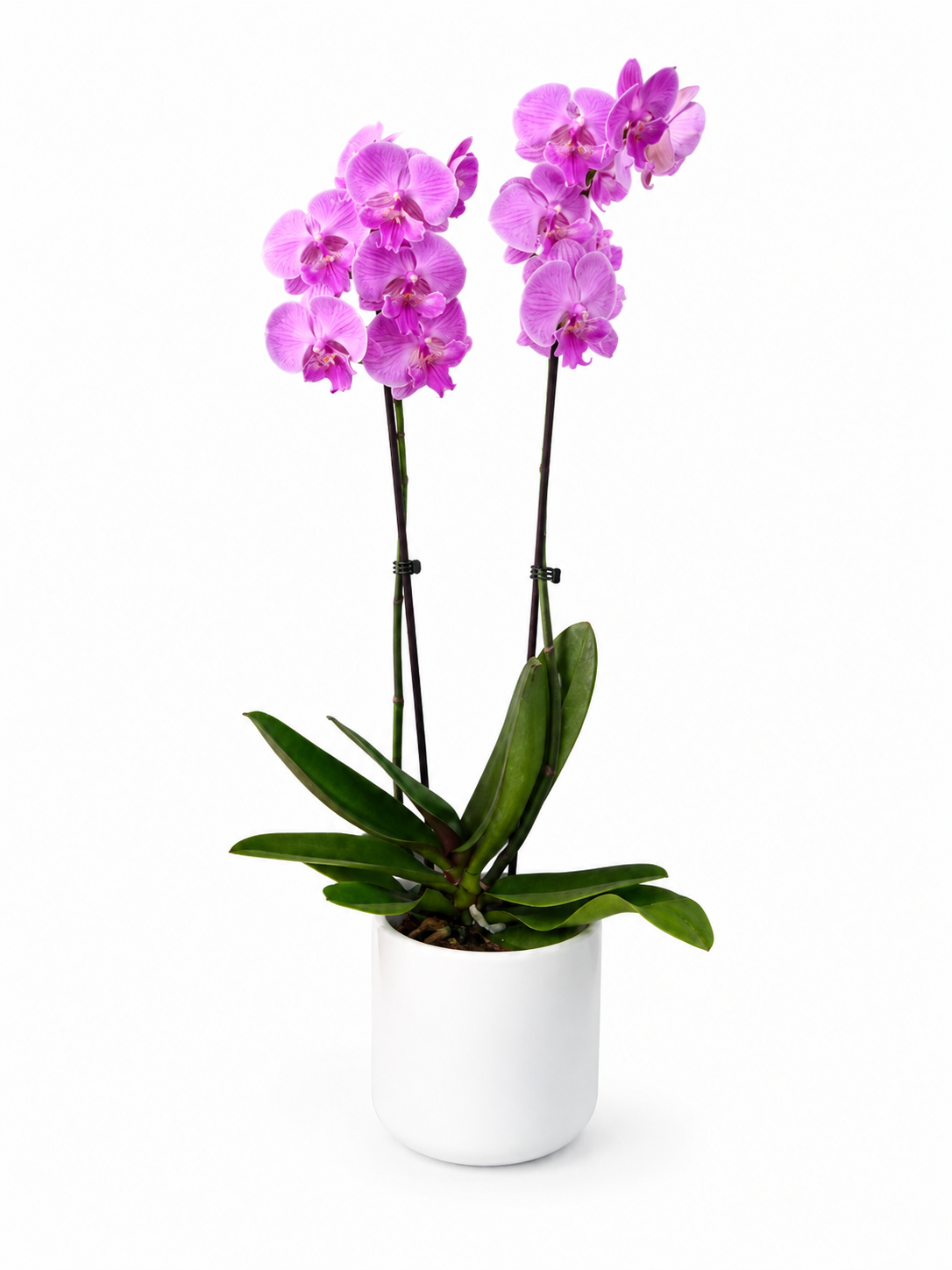 Orquídea y Macetero de Cerámica o Cristal