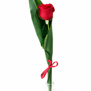 Detalles de 1 Rosa