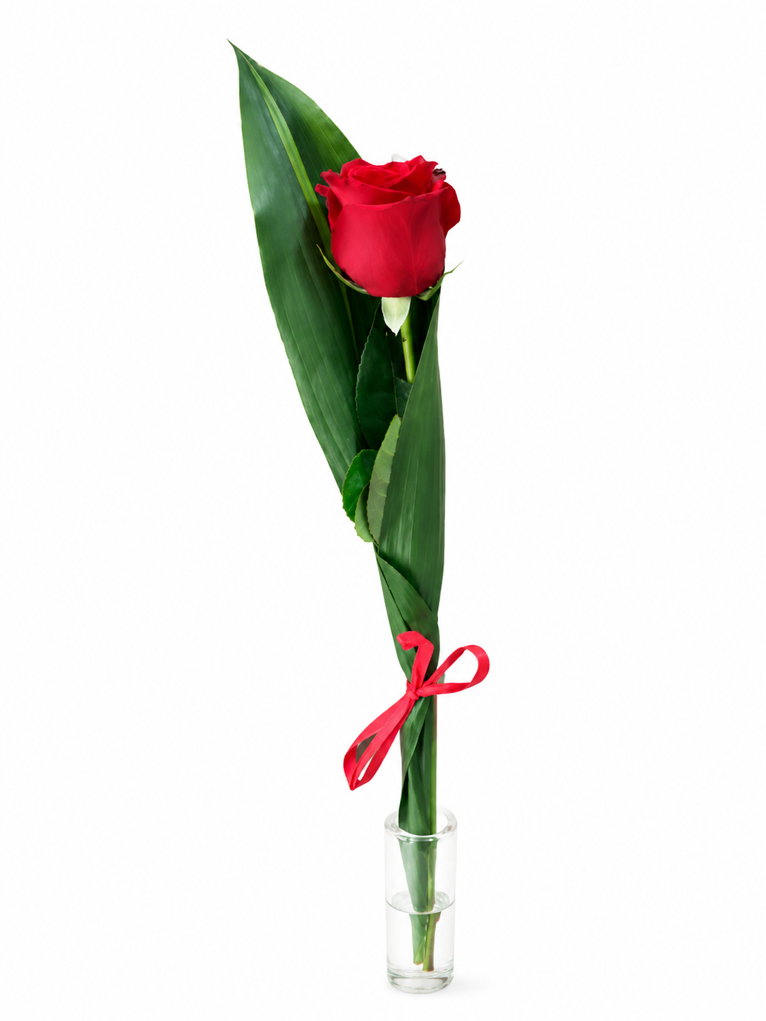 Detalles de 1 Rosa