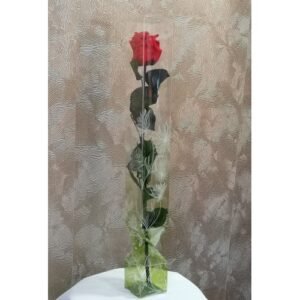 1 Rosa larga preservada con estuche