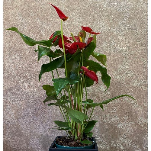 Anthurium