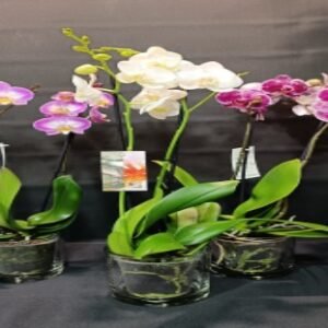Orquidea y Macetero de Ceramica o Cristal