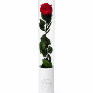 1 Rosa larga preservada con estuche