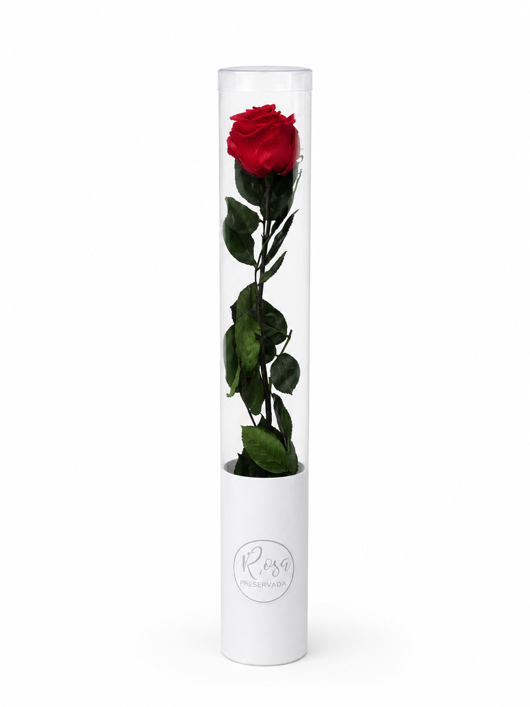 1 Rosa larga preservada con estuche